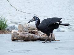 101PARC AUX OISEAUX DANS L AIN 2016 3_000034